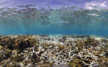 Australie: 91% de la Grande Barrière de corail a subi un "blanchissement"