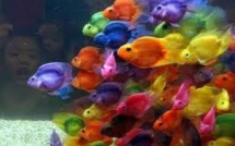 Les poissons perdent leur instinct de survie quand les océans s'acidifient