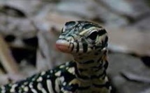 Des bébés dragons de Komodo à la Ferme aux crocodiles
