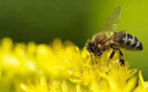 Le Sénat reconnaît l'abeille comme bio-indicateur