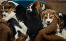 Animaux "doués de sensibilité": 30 millions d'amis veut aller plus loin