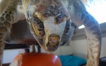 A l'Assemblée de Polynésie, la consommation de chair de tortue est évoquée