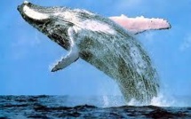 Le Japon va revoir son plan de chasse à la baleine dans l'Antarctique après la décision de la CIJ