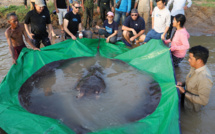Cambodge: un pêcheur capture le plus gros poisson d'eau douce jamais enregistré, une raie de 300 kg