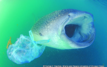 Hawaï et Los Angeles interdisent les sacs en plastique