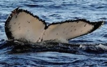 Canada: les baleines à bosse sacrifiées pour des oléoducs, selon l'opposition