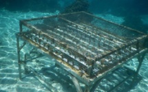 Adoptez un corail : Devenir un jardinier du lagon