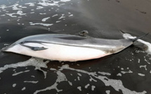 Mort suspecte de tortues et dauphins au large du Guatemala