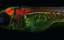 Alzheimer : des expériences sur des poissons zèbres prometteuses, selon le Pr Baulieu