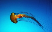 Alerte aux méduses : levée de l'interdiction de baignade à Moorea