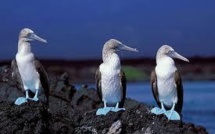 Inquiétude pour le fou aux pieds bleus, un des symboles des Galapagos