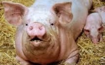 Médecine régénérative: de la membrane de porc pour régénérer les muscles