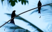 Un oiseau imite les cris d'alerte d'autres espèces pour dérober leur nourriture