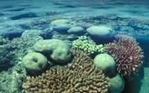 L'Unesco condamne le déversement de gravats près de la Grande barrière de corail