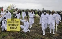 Action des faucheurs et de Greenpeace contre un champ de maïs OGM