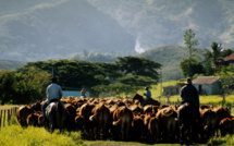 "Français et Calédonien", Flavien Pierson, descendant de pionniers, n'imagine la vie que sur le Caillou