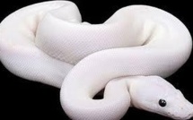 Lutte contre une invasion de serpents albinos aux Canaries