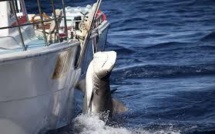170 requins capturés pour un programme controversé en Australie