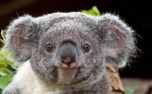 Chute des populations de petits marsupiaux d'Australie