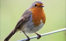 L'activité électronique des humains fait perdre le nord au rouge-gorge