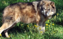 La présence du loup fait monter la pression dans l'Aude