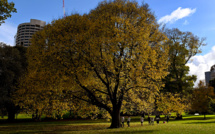 Australie: la faune et la flore plus que jamais menacées