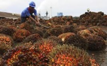 Huile de palme: la sécheresse et El Niño risquent de faire flamber le prix du shampooing