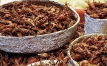 Les insectes contre la faim: une conférence internationale pour avancer