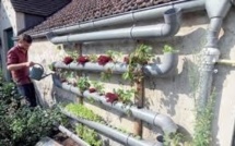 Les poissons font pousser les tomates: une start-up berlinoise réinvente l'agriculture en ville