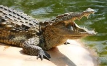 Un garçonnet de 11 ans dévoré par un crocodile
