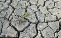 L'herbe n'est plus verte et l'alimentation animale est onéreuse