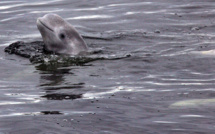 L'état sanitaire du béluga repéré dans la Seine est "préoccupant"