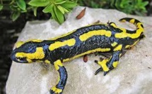 Alerte sur la salamandre européenne, menacée par un mystérieux champignon