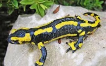 Alerte sur la salamandre européenne, menacée par un mystérieux champignon