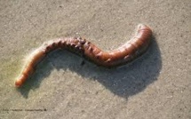 Biotechnologie: un ver marin aux pouvoirs miraculeux pour la médecine