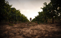 Des vendanges 2022 précoces, suspendues à la sécheresse dans l'espoir d'un "joli" millésime