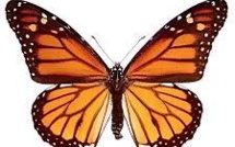 Les Toulousains invités à compter les papillons