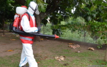 Une semaine décisive pour la lutte contre le chikungunya