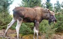 Suède: la police abat un élan dans une salle de classe