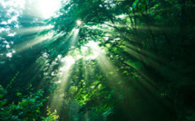 Forêts : la moitié des espèces mondiales menacées