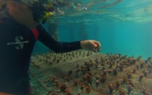 Le film des collégiens d’Afareaitu médaillé de bronze