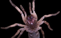 Les araignées au secours des abeilles ?