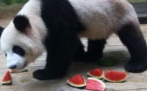 Les parieurs chinois comptent sur leurs pandas devins au Mondial-2014