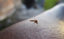 Un cas autochtone de dengue dans les Alpes-Maritimes, cinq dans le Var