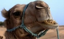 MERS: première preuve d'infection directe d'un humain par un dromadaire