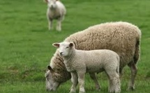 Le séquençage du génome du mouton révèle bien des secrets