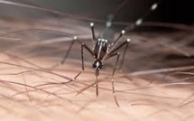 Pyrénées-Orientales: un cas de chikungunya importé des Antilles