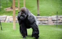 Exercice d'évasion d'un gorille: c'est le soigneur qui prend une fléchette tranquillisante