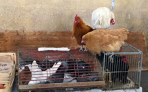 Face à la grippe aviaire, des changements de recettes autorisés pour les produits à base d'oeuf ou de volaille