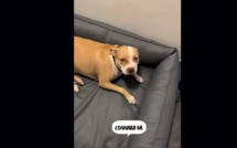 Le rappeur Timal condamné à 6.000 euros d'amende pour avoir frappé son chien